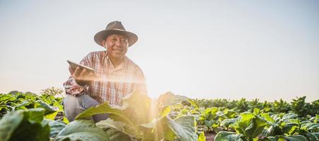 agricultor asiático senior que trabaja en una plantación de tabaco foto