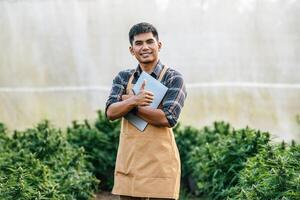 Portrait of Happy Asian man marijuana researcher smiling and showing thumb up in cannabis farm, Business agricultural cannabis. Cannabis business and alternative medicine concept. photo