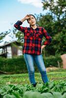 Female Agricultural working in organic vegetable farm photo