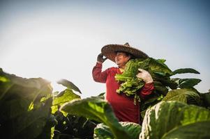 agricultora que trabaja en la agricultura en los campos de tabaco foto