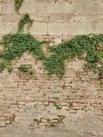 planta silvestre verde en una pared de roca foto