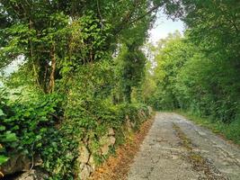 Road in the green forest photo