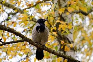 crow on the tree, Corvus cornix photo