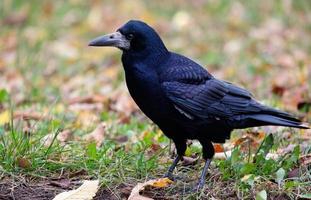 Rook in the park, Corvus frugilegus photo