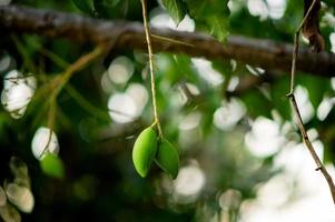 los mangos están creciendo en el árbol de mango. nam dok mai mango mango joven foto