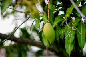 Mangoes are growing on the mango tree. Nam Dok Mai Mango Young Mango photo