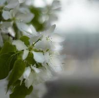 flores de manzana primavera. luz desenfocada. foto