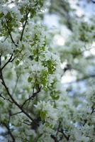 fondo de primavera floreciente vertical. manzano en flor. árbol frutal en primavera. foto
