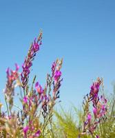 Purple flowers against a blue sky. Postcard flowers from the dunes. photo