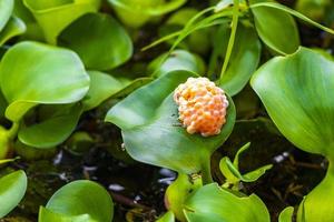 lago verde y plantas pantanosas en el parque en san jose costa rica. foto