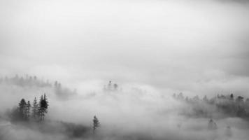 Trees in a foggy autumn landscape photo