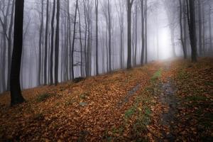 Forest road in the beech autumn forest photo