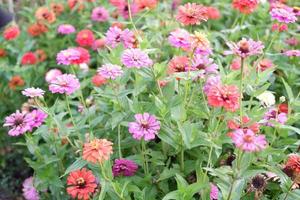 beautiful fresh flowers as a background photo
