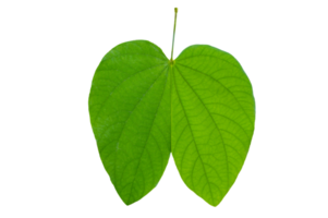 Bauhinia purpurea, green purpurea leaves on Isolate on transparent background PNG file