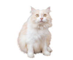 gato persa marrom e branco isolado em arquivo png de fundo transparente