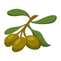 Olives. vector illustration on a white background.