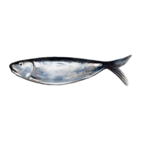 arte de linha de desenho de cor de água de peixe sardinha png