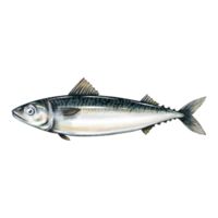 Makrele Fisch Wasserfarbe Skizze Strichzeichnungen png