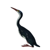 hesperornis prehistorisch vogel geïsoleerd png