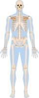 menselijk lichaam skelet png