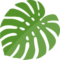 monstera blad groen kleur png