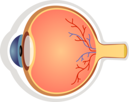 icono de símbolo de anatomía del ojo png