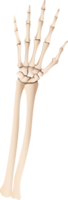 Human hand skeleton png