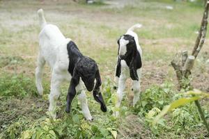 Two white goats are eating grass with a blurred background photo