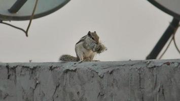 Mother Indian Palm Squirrel Busy In Building Nest photo