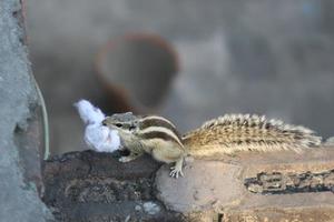 Mother Indian Palm Squirrel Busy In Building Nest photo