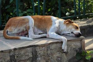 perro callejero durmiendo tranquilamente en el parque foto