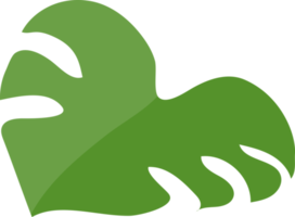 Monstera-Blatt grüne Farbe png