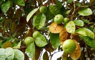 The star apple tree is a native plant. The face is glossy, dark green, the back is red, shiny, spherical fruit, there are green varieties. Yellow and purple-red, sweet aroma. eat fresh fruit. photo