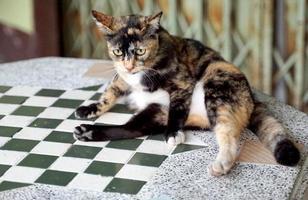 Calico cat consists of 3 main shades, orange, black and white, but all three shades have different intensity and lightness. This makes the world no two tricolored cats with the same pattern. photo