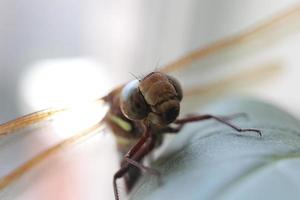 libélula en una hoja. primer plano macro de fondo de insectos. foto