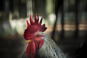 close up head of rooster in rural farm photo