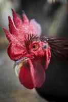 close up face of rooster in rural farm photo