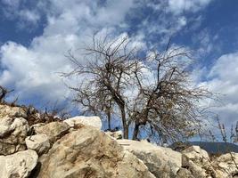 Dead tree on stone. dried tree. drought. stones and rocks photo