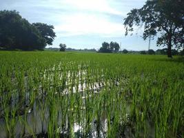 Green ricefield landscape photo