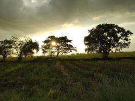 Sunset view at the Grass ricefield photo