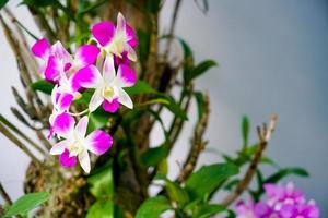 beautiful orchid flowers on tree photo