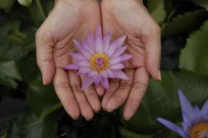 Beautiful female hand holding a beautiful blooming pink lotus flower. photo