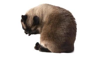 Siamese cat isolated on white background. photo