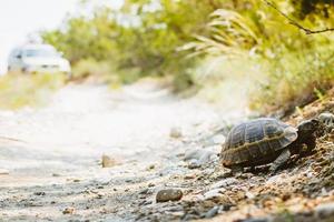 Turtle crawl on road by 4wd in nature in Vashovani. Exotic wild land turtle with gray shell crawls on stones photo