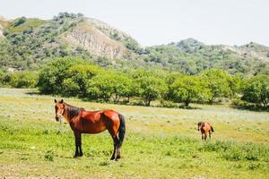 Brown Horses stand in meadow field with stunning views of rainbow hills and valleys. VAshlovani national park in Georgia photo