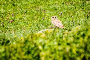 Female owl sit on rock isolated in green spring nature.Caucasus flora and fauna. Kakheti. VAshlovani national park photo