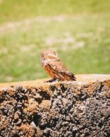 Male owl sit on cement block isolated in green spring nature.Caucasus flora and fauna. Kakheti. VAshlovani national park photo