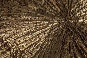 Macro mineral stone Pyrite Dollar on a white background photo