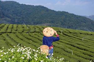 Asian woman in traditional cloth picking fresh tea leave in the morning in her hill side tea farming and plantation business concept