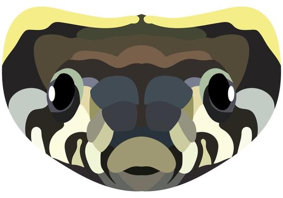 The head of a grass snake. Illustration A bright portrait is depicted on a white background. Vector graphics. Animal logo